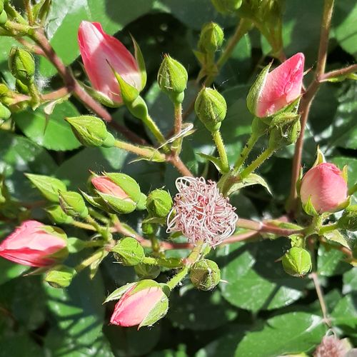 Rosa Astronomia® - rózsaszín - virágágyi floribunda rózsa